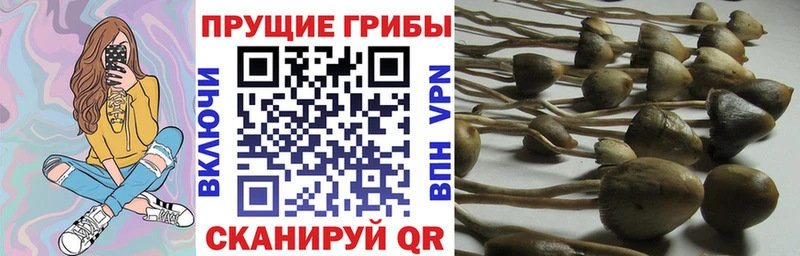 Псилоцибиновые грибы Cubensis что такое наркотик Туринск